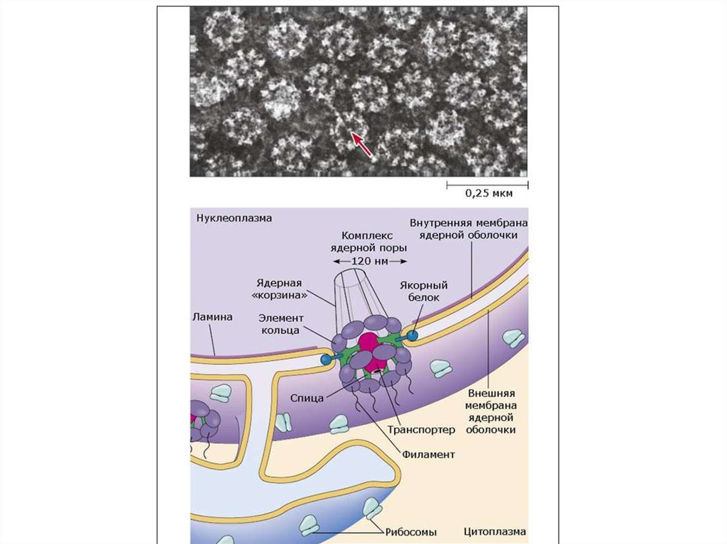 Комплекс ядра. Комплекс ядерной поры строение. Схема строения ядерной поры. Схема строения комплекса ядерной поры. Функции поры ядерной мембраны.
