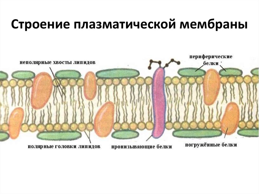 Объект клеточная мембрана процесс. Особенности строения плазматической мембраны. Строение плазматической мембраны клетки. Схема строения клеточной мембраны. Строение наружной плазматической мембраны.