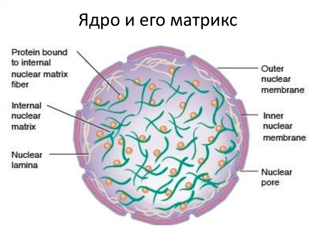 Матрикс биология