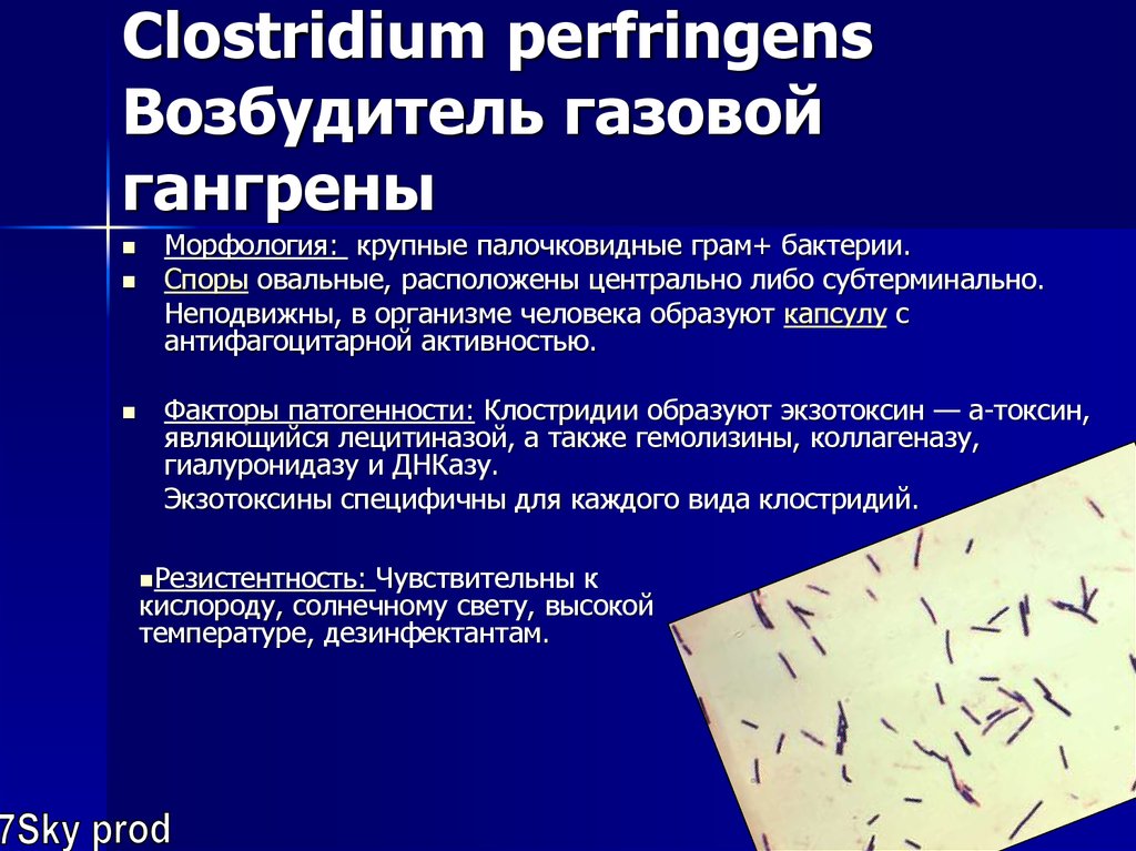 Определение токсинов а и в clostridium. Клостридии перфрингенс газовая гангрена. Клостридии микробиология морфология. Clostridium perfringens этиология. Клостридия перфрингенс морфология.