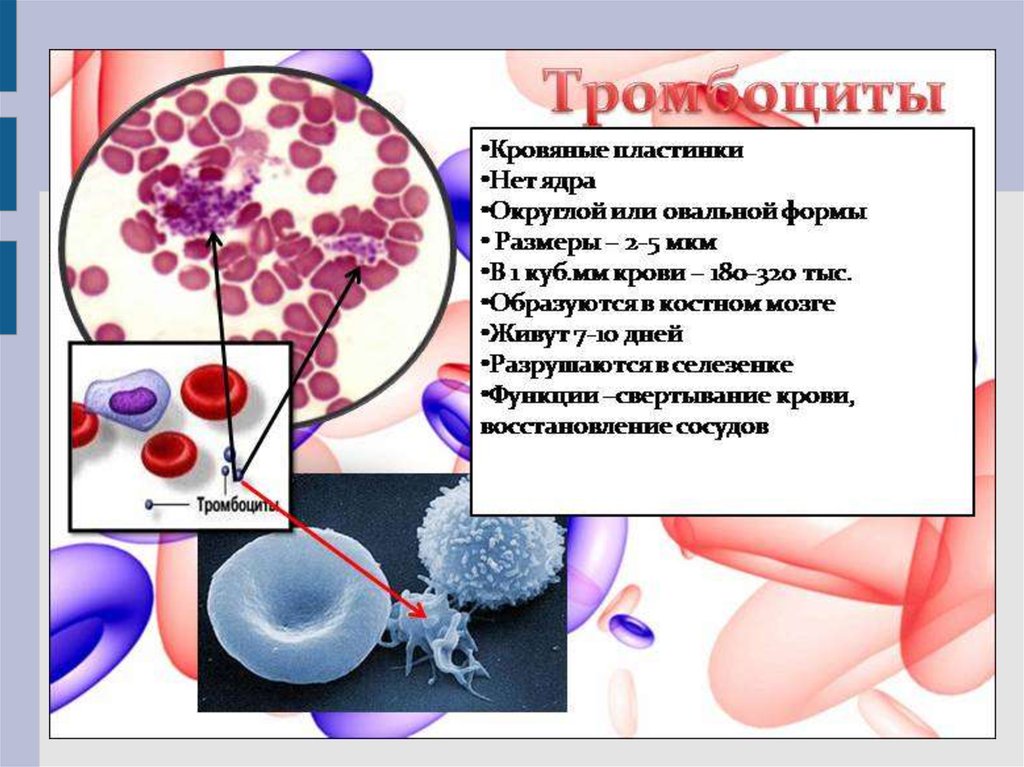 Форменные элементы крови картинка