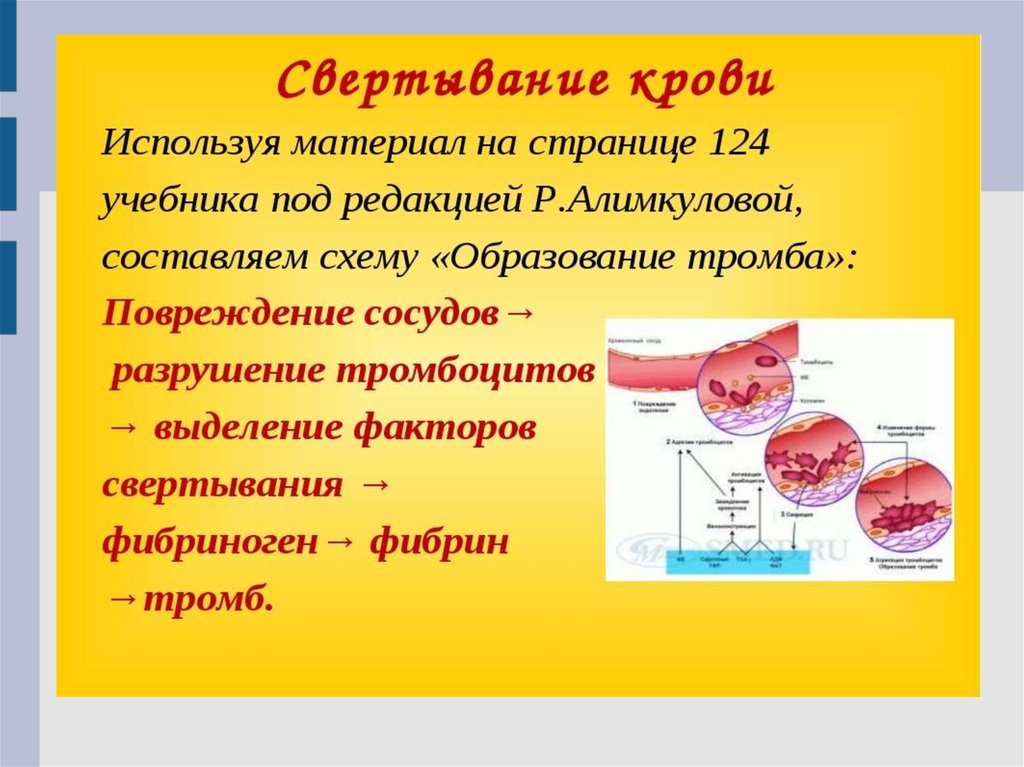 Фермент тромбоцитов. Тромбоциты в крови биология 8 класс. Процесс свертывания крови. Тромбоциты свертывание крови.