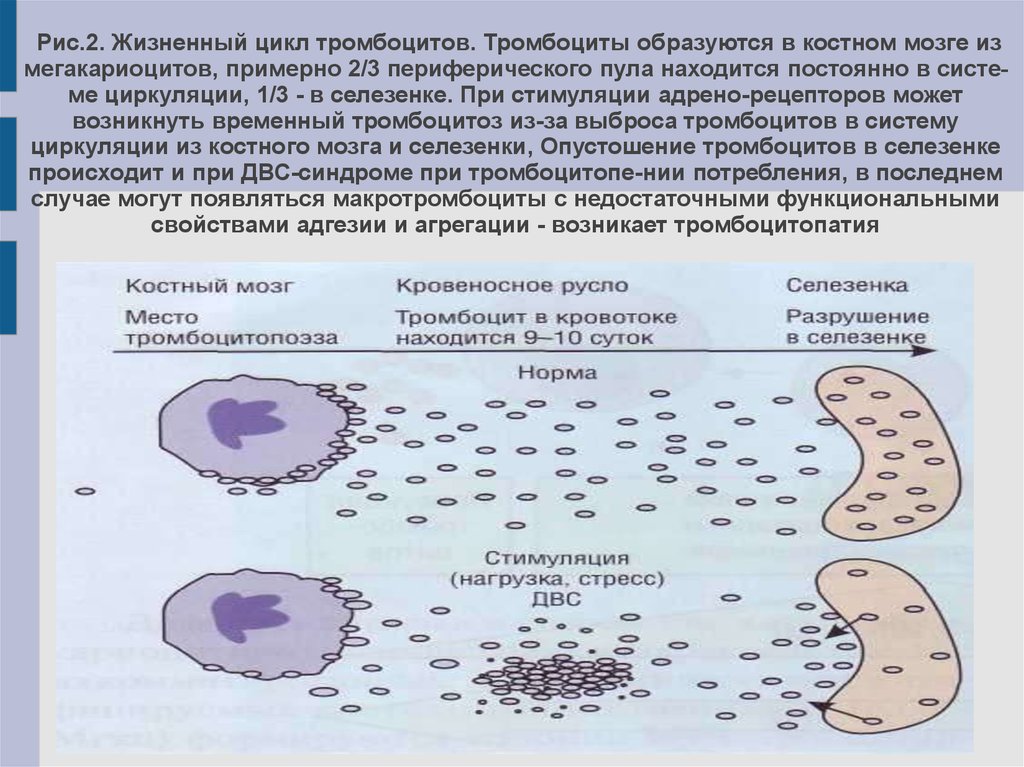 Гемофилия презентация терапия