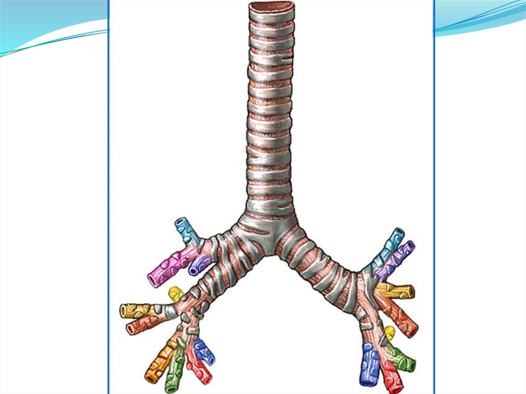 Рисунок трахеи человека