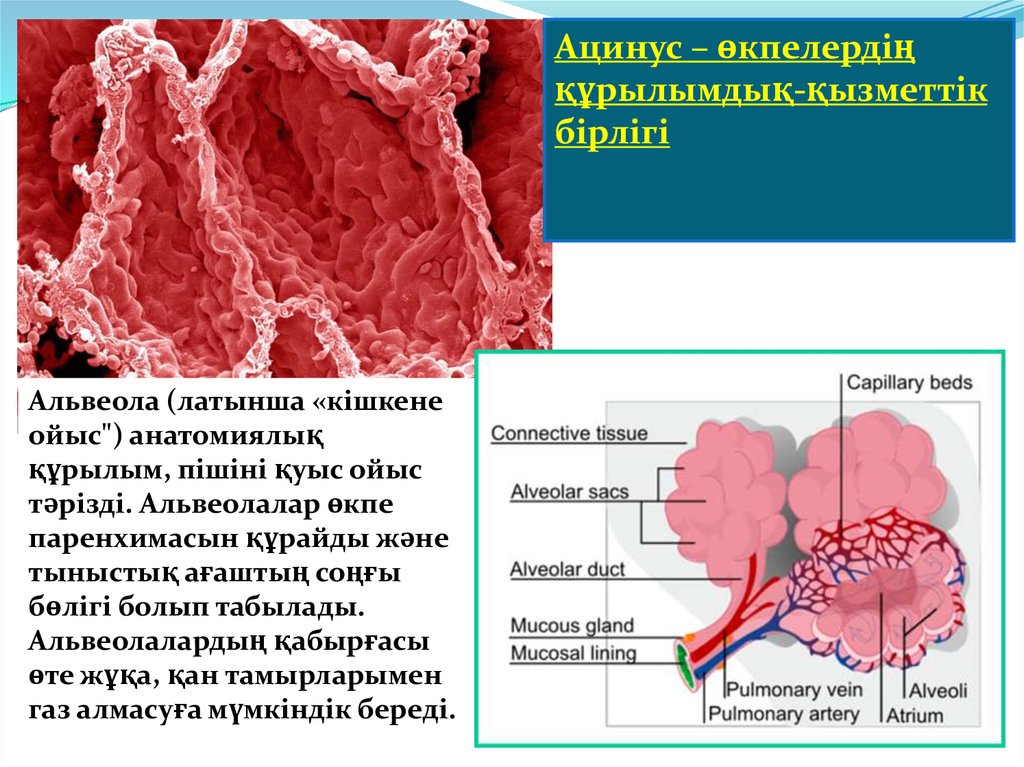 Альвеола ткань. Альвеолы это. Поверхность альвеол выстлана. Альвеолы фото. Альвеолы в разрезе.