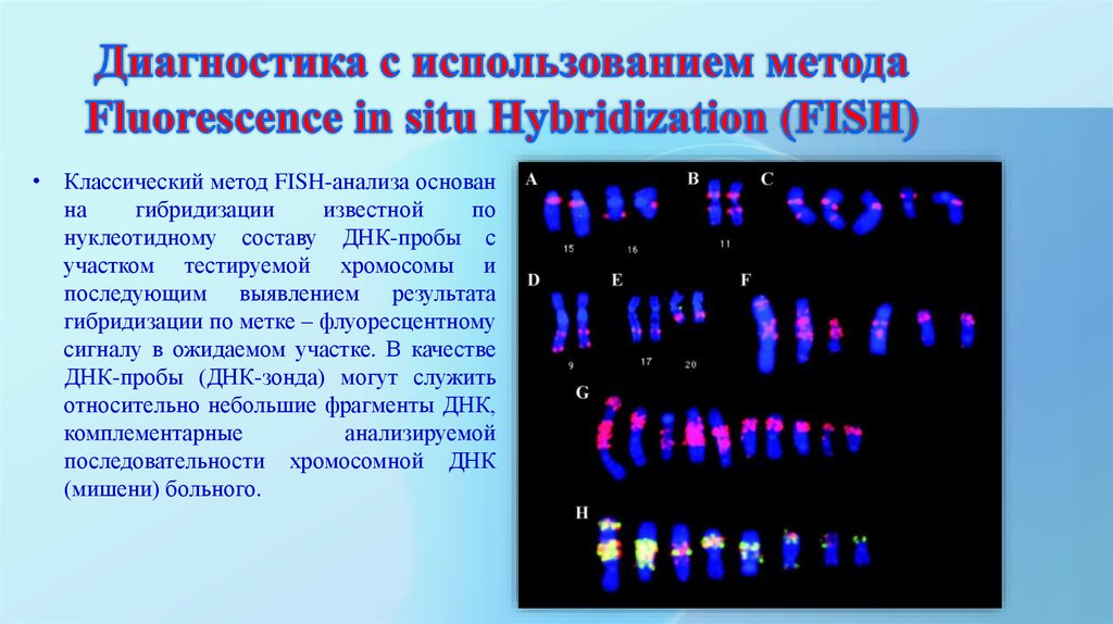 Хромосомы определяют окраску растения. Молекулярно цитогенетическое исследование Fish метод. Метод флуоресцентной гибридизации in situ. Метод флуоресцентной гибридизации ДНК in situ. Fish метод диагностики генетика.