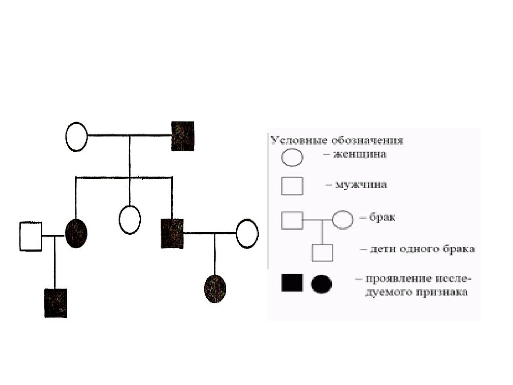 По родословной представленной на рисунке установите характер наследования признака маленькие глаза