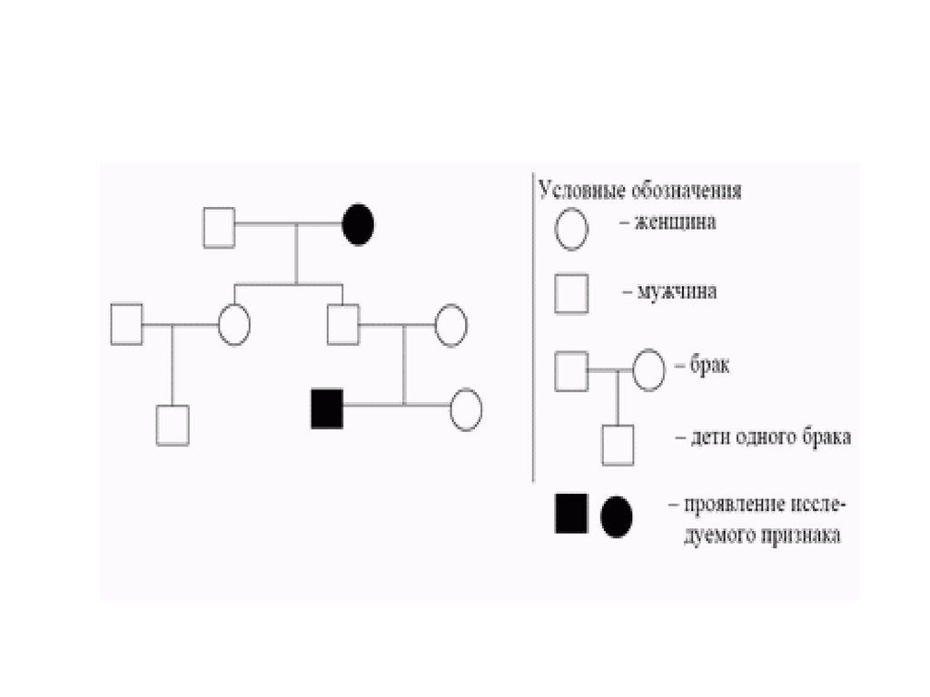 Родословная по цвету волос схема