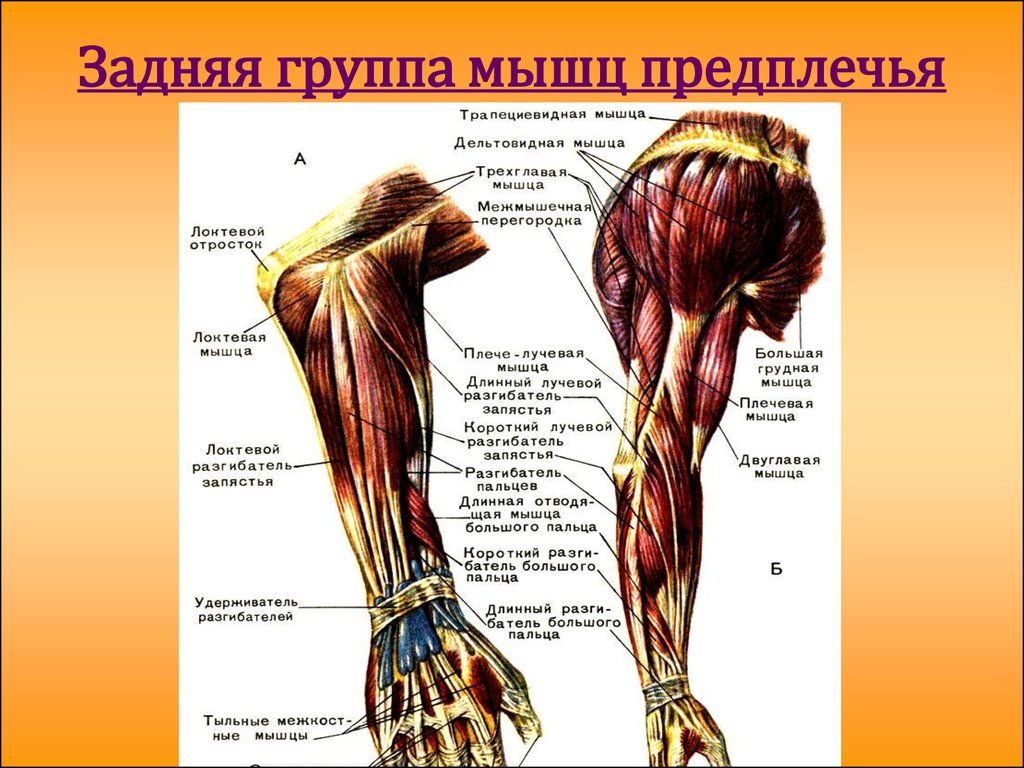 Группы мышц на руках в картинках