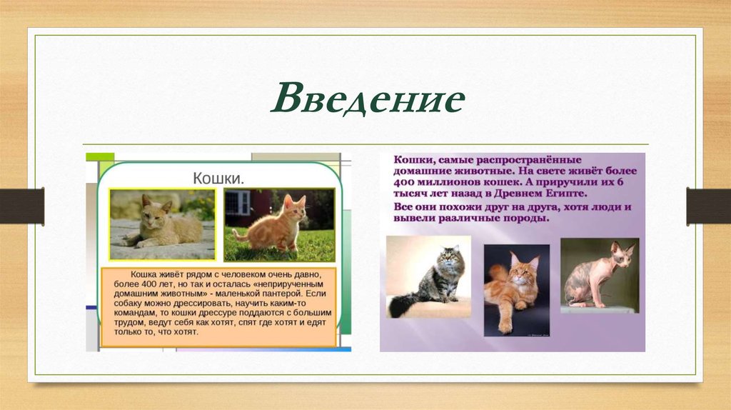 Кошки презентация 1 класс