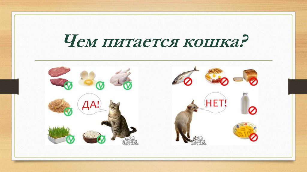 Кошка презентация для дошкольников