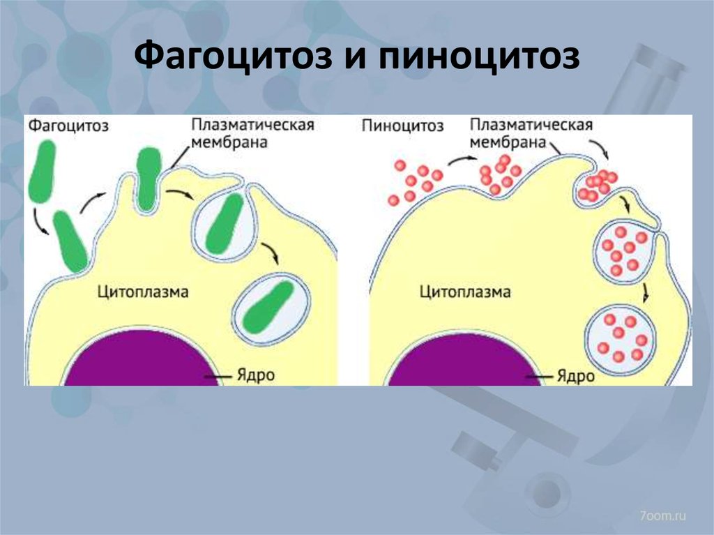 Фагоцитоз эукариоты