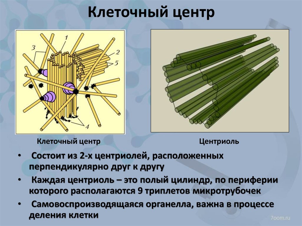 Центросомы в каких клетках