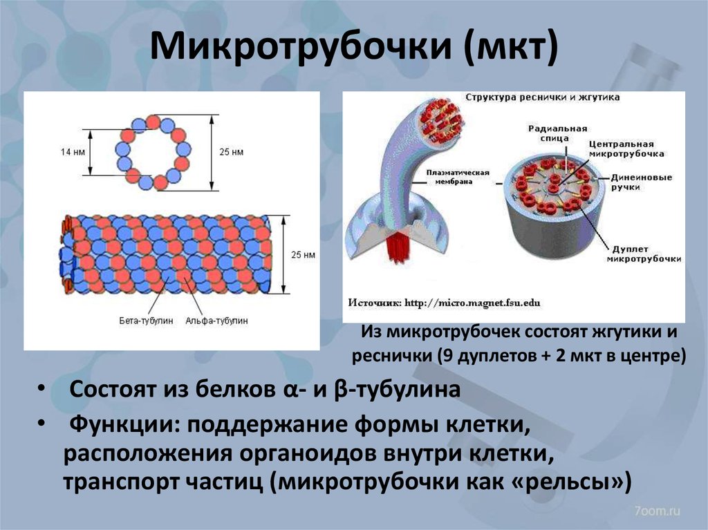 Образуют реснички и жгутики. Микротрубочки строение и функции. Строение органоида микротрубочки. Реснички и жгутики микротр.