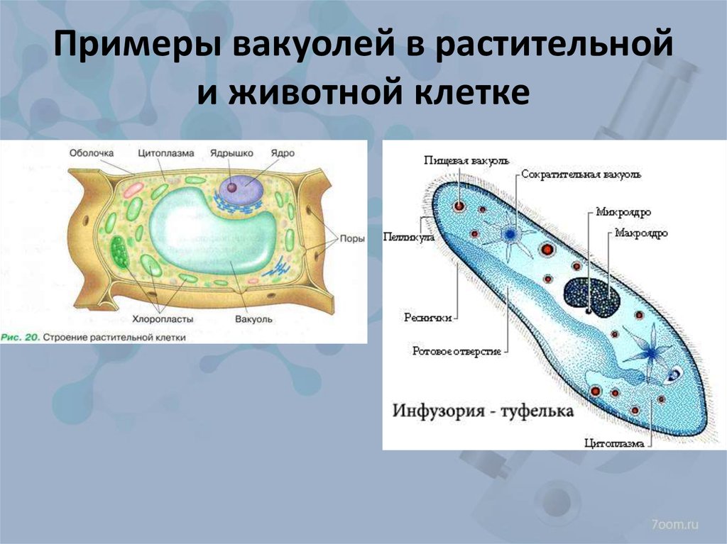 Есть ли вакуоли. Схема вакуоли клетки. Строение животной клетки рисунок вакуоль. У животной клетки есть вакуоль. Центральная вакуоль растительной клетки.