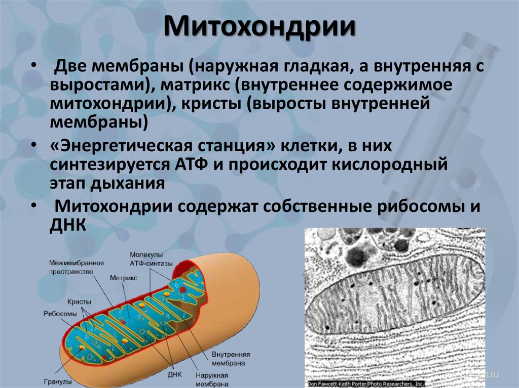 Цистерна митохондрии