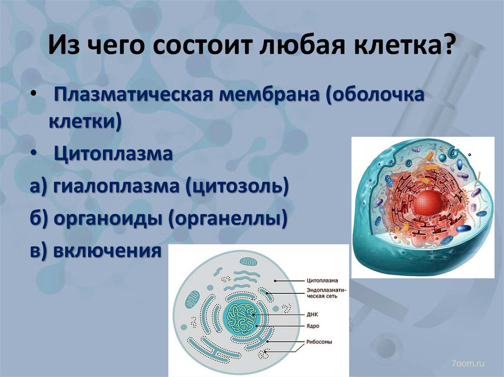 Из скольких клеток состоит. Из чего состоит клетка. Из чего состоится клетка. Изичего состоит клетка. Из чего состоит клеточная.