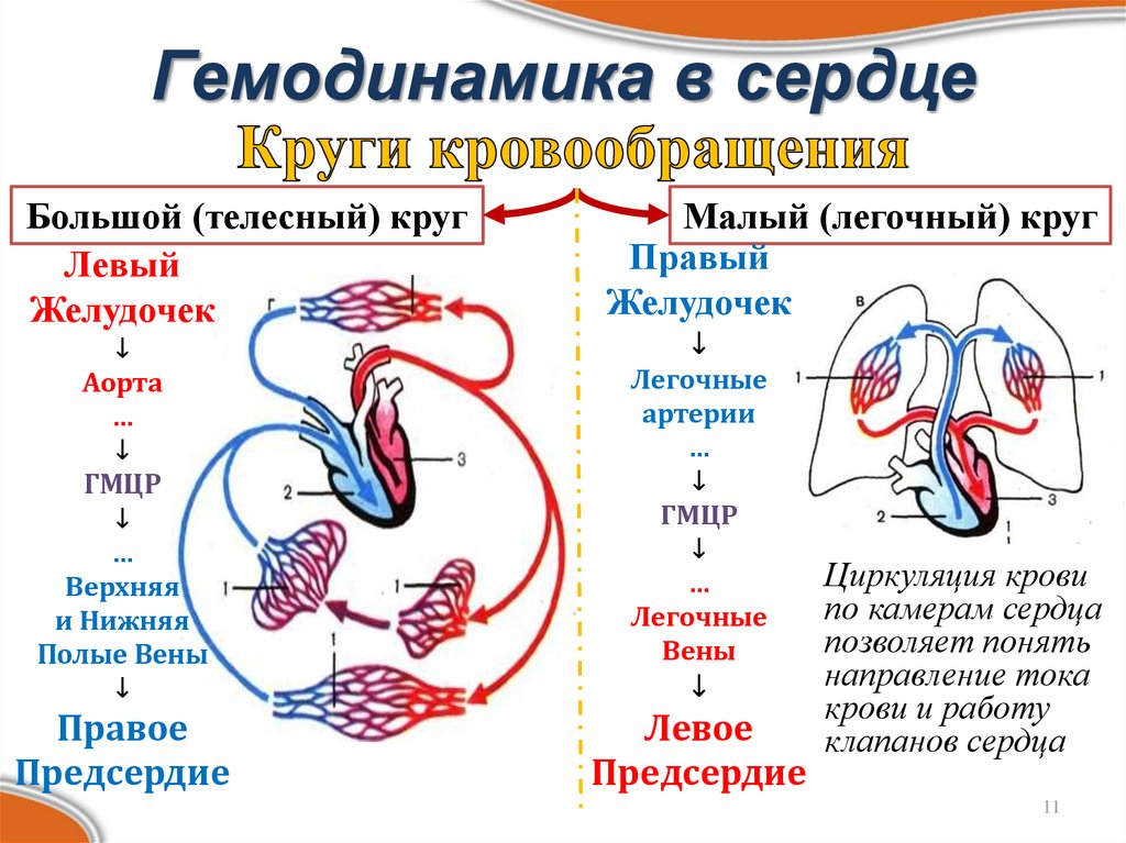 Малое кровообращение сердца. Сердце анатомия малый и большой круг кровообращения. Малый круг кровообращения и большой круг кровообращения схема. Гемодинамика в норме схема. Малый круг кровообращения енэ.