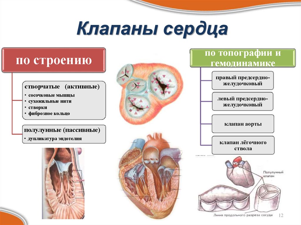 Сердце и клапаны схема