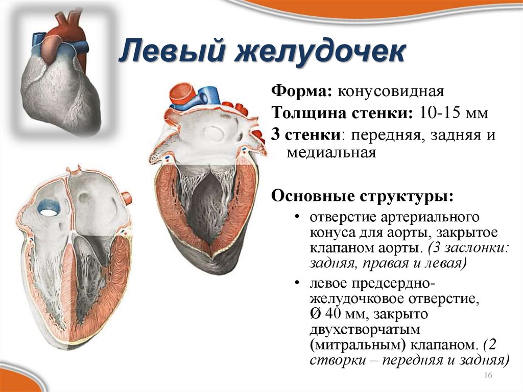 Левый левый 4. Строение сердца желудочки предсердия. Строение левого желудочка. Левый желудочек сердца анатомия. Строение левого желудочка сердца.