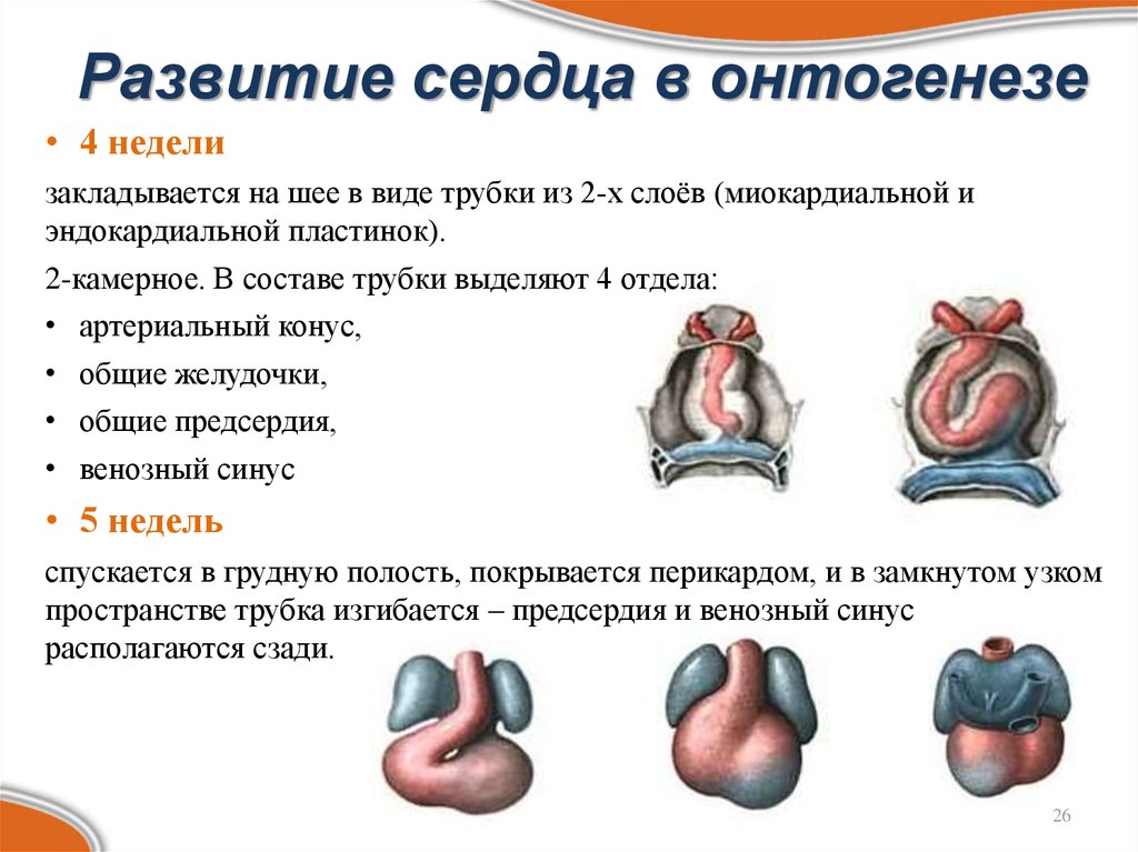 Развитие сердца презентация