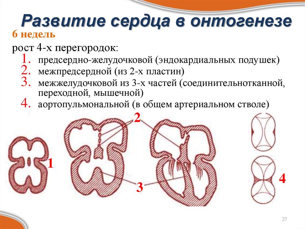 Развитие сердечно сосудистой системы