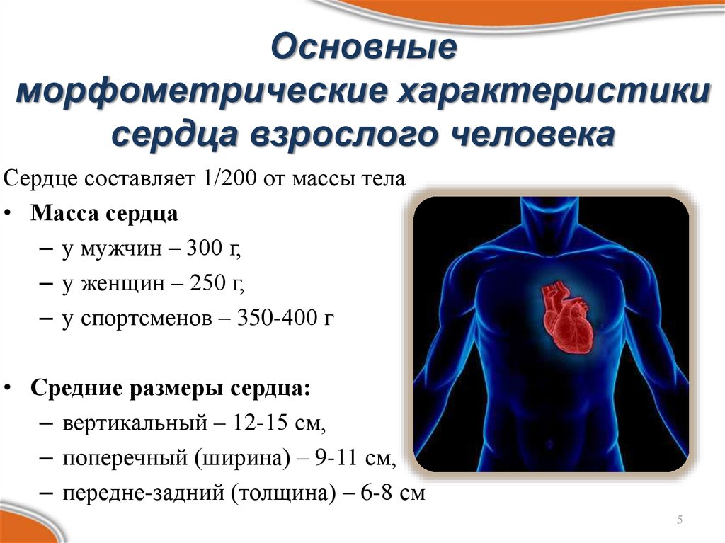 Основные морфометрические характеристики сердца взрослого человека