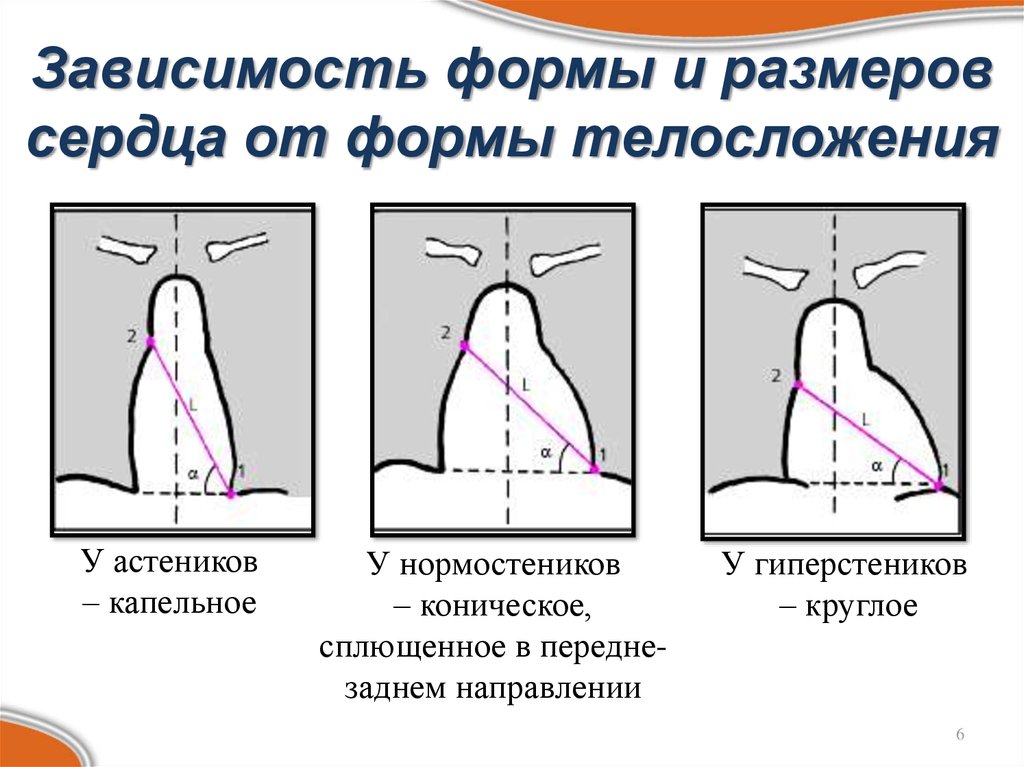 Изменение формы и размеров. Формы сердца в зависимости от телосложения. Положение сердца в зависимости от типа телосложения. Варианты положения сердца. Типы положения сердца.