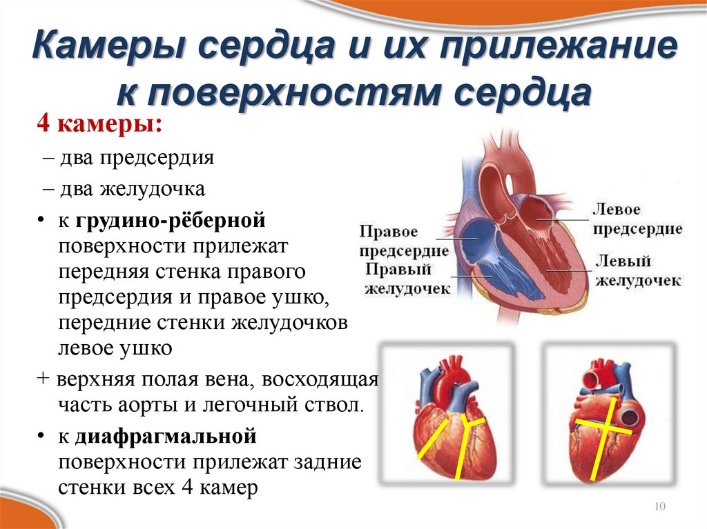 Сколько вен впадает в левое предсердие. Строение камер сердца кратко. Внутреннее строение сердца камеры сердца. Функции предсердий желудочков и клапанов сердца. Строение сердца камеры и клапаны.
