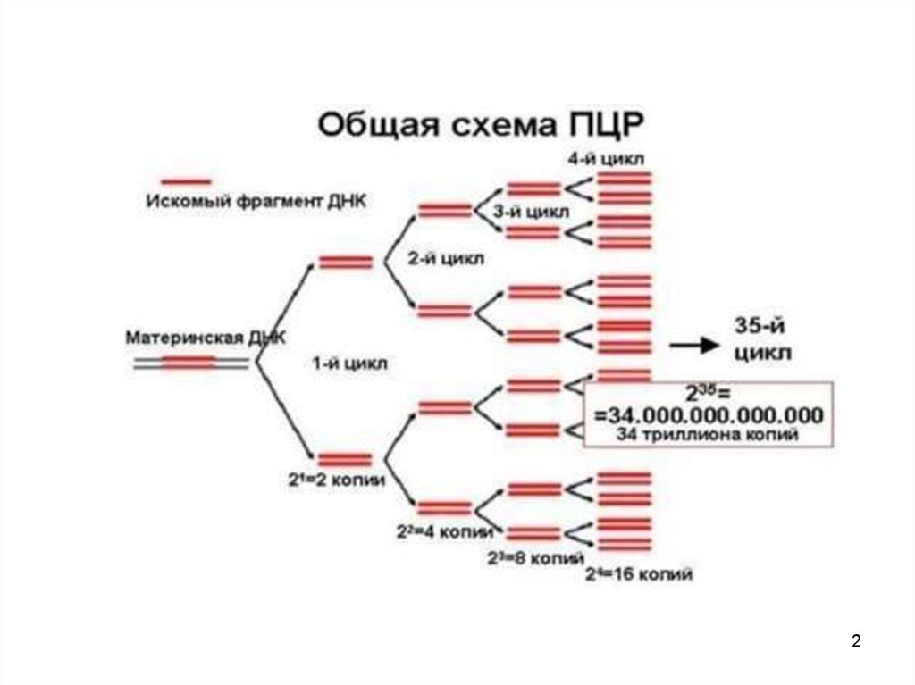 Пцр обязательно. Этапы ПЦР схема. Амплификация ДНК методом ПЦР. Схема двух циклов ПЦР микробиология. ПЦР метод микробиология.