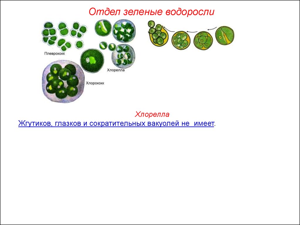 Строение клетки одноклеточная водоросль хлорелла имеет