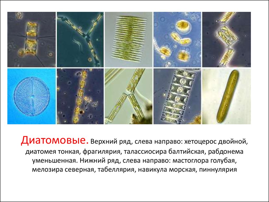 Бурые диатомовые водоросли. Диатомовые водоросли мелозира. Диатомовые водоросли строение клетки. Диатомовые водоросли представители.