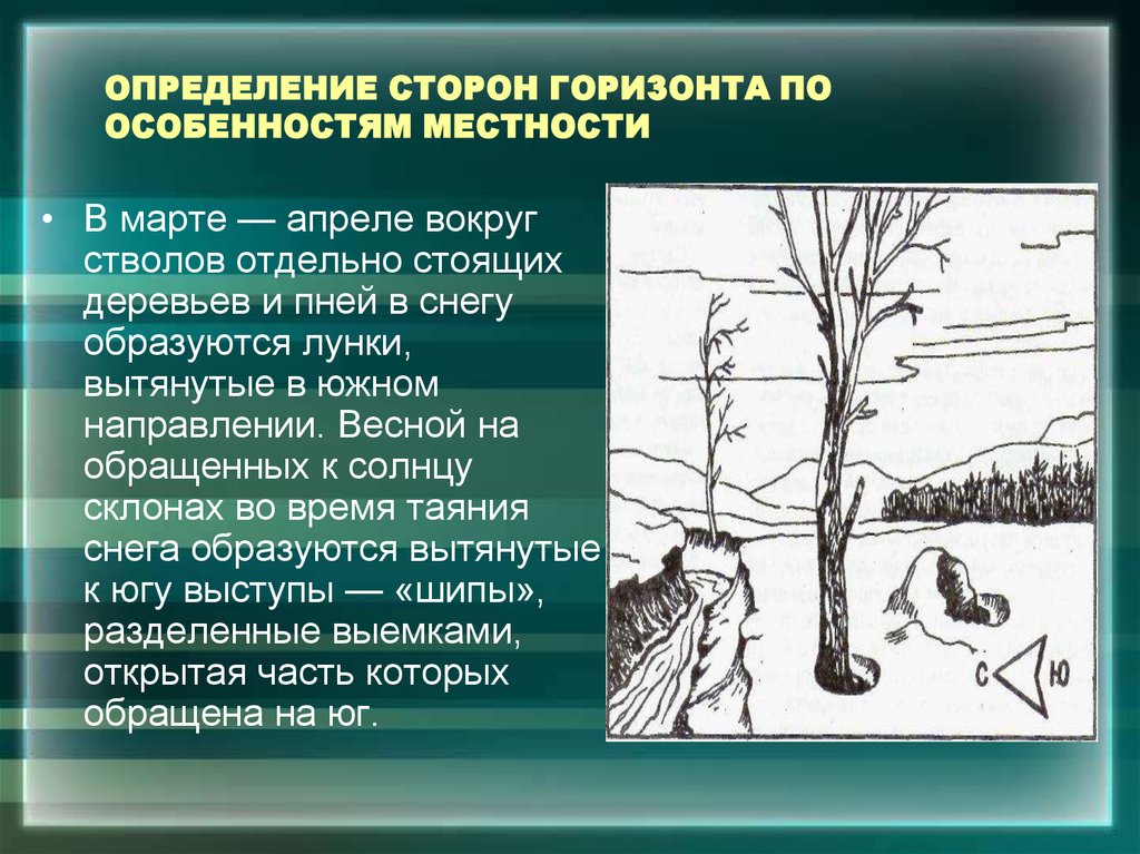 Определение сторон горизонта. Ориентирование на местности по деревьям. Способы ориентирования по деревьям. Способы ориентирования на местности по дереву.