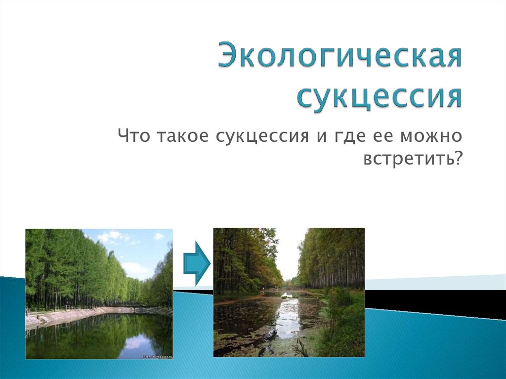 Окружающее смысл. Экологическая сукцесси. Экологическая сукцессия. Экологическая сукцессия, её значение.. Сукцессия старого русла реки.