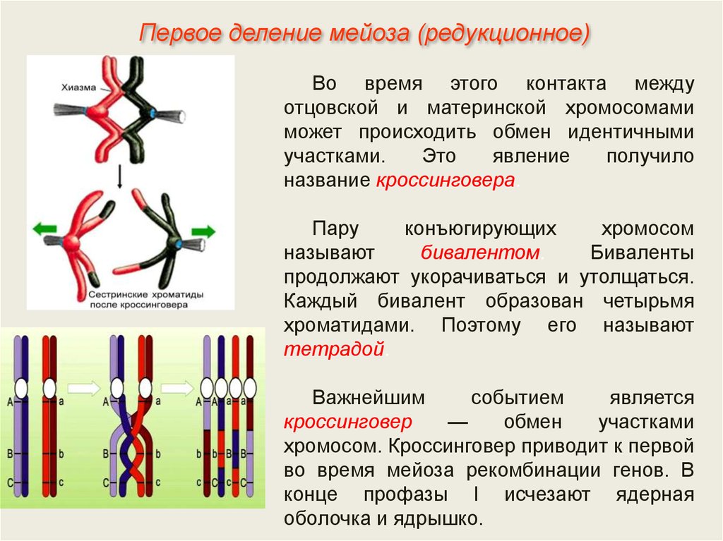 Мейоза обмен. Хиазмы кроссинговер. Хиазмы в мейозе. Биваленты и гомологичные хромосомы. Образуются биваленты.