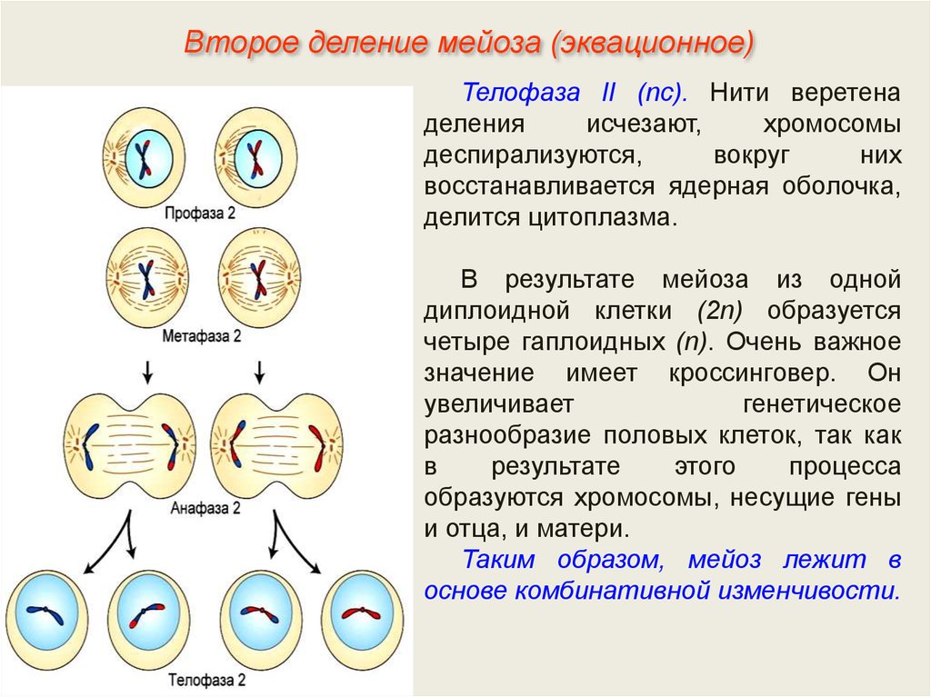 Второе деление мейоза процессы. Фазы мейоза хромосомы. Мейоз 2 набор хромосом. Метафаза мейоза 2. Мейоз набор клеток 2n.