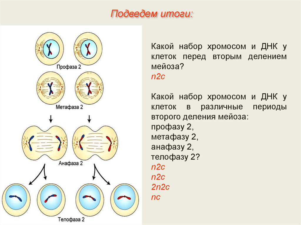Профаза митоза сколько хромосом. Набор хромосом в метафазе мейоза 2. Мейоз 2 набор хромосом. Набор клетки мейоза 2. Набор клетки в телофазе мейоза 2.