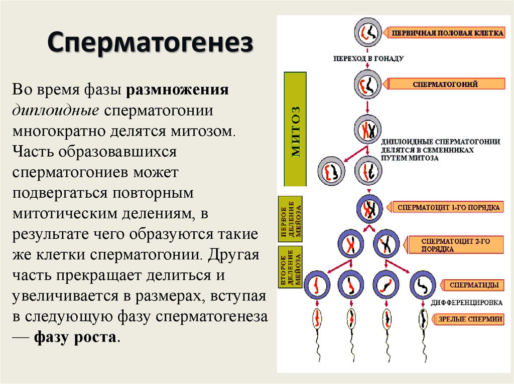 В результате митоза формируется. Схема образования сперматогенеза. Фаза созревания сперматозоидов. Схема процесса сперматогенеза. Образование половых клеток гаметогенез схема.