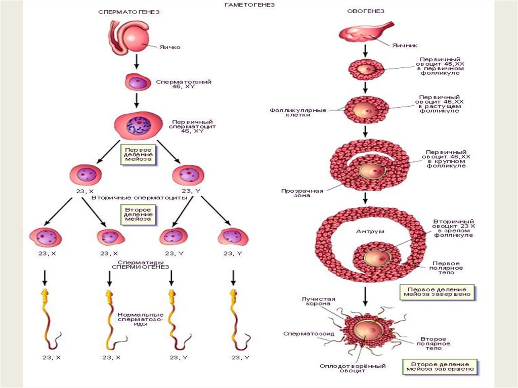 В каких органах образуются половые клетки. Схема развития половых клеток мейоз оплодотворение. Яичник гаметогенез. Образование половых клеток и оплодотворение у растений и животных. Образование половых клеток у животных мейоз.