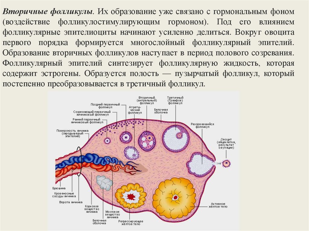 Фолликул фаза. Вторичный фолликул яичника. Фолликулярные клетки яичника секретируют гормон. Везикулярный фолликул яичника. Цикл развития фолликула в яичнике.