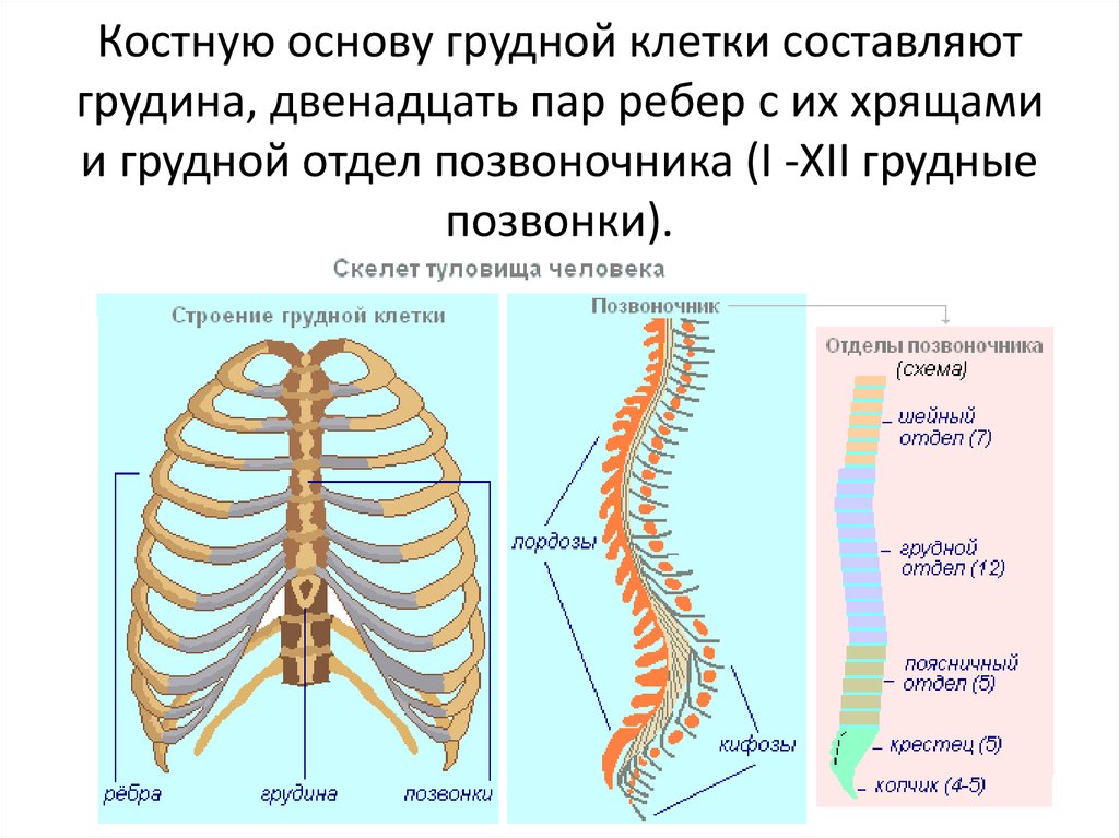 Строение скелета грудного отдела. Скелет туловища отделы позвоночника. Схема отдела скелета туловища. Строение скелета туловища человека анатомия. Скелет туловища человека грудная клетка.