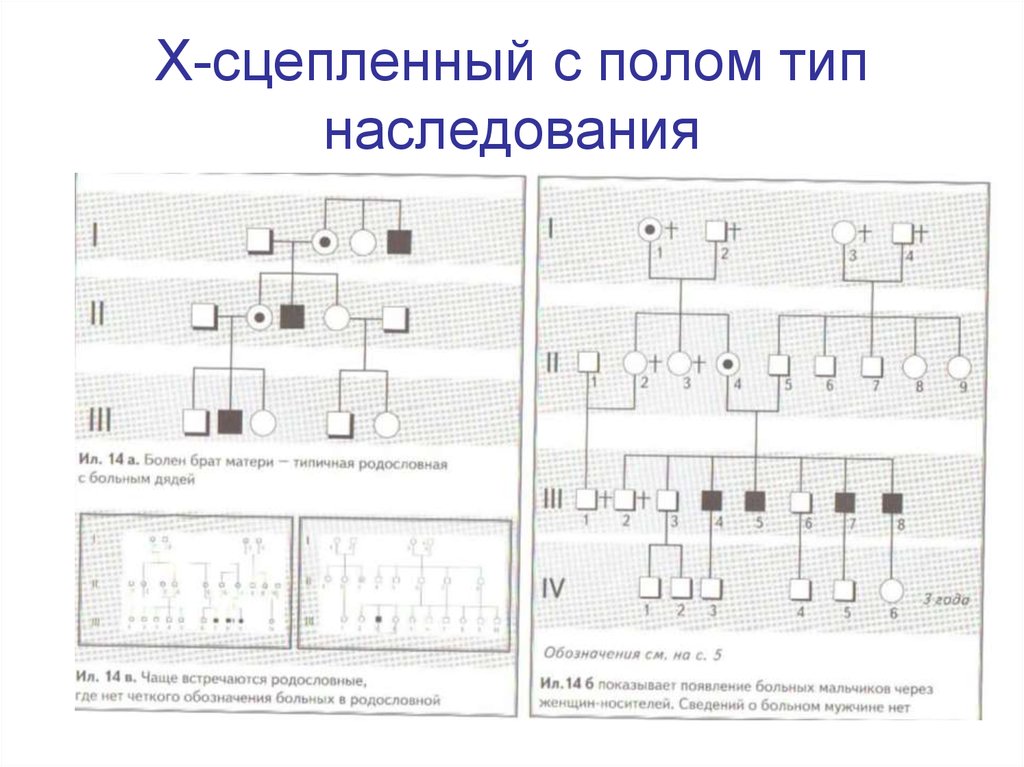 С полом типу. Тип наследования сцепленное с полом наследование. Х-сцепленный Тип наследования. X-сцепленное с полом Тип наследования. Тип наследственности сцепленный с полом.