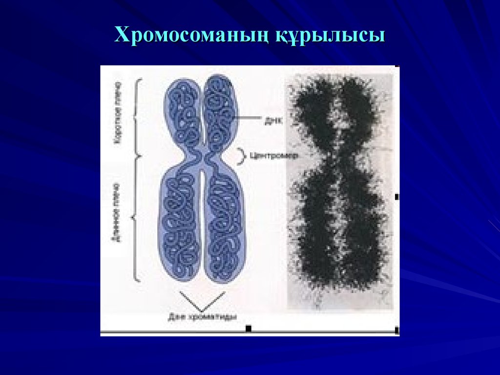 Хромосоманың құрылысы