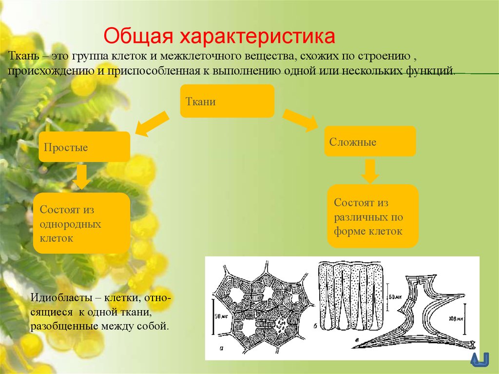 Три группы клеток