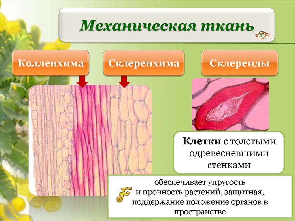 Выполняемые функции механической ткани растений