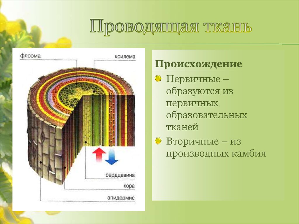 Вторичная ткань. Ксилема флоэма камбий. Проводящая ткань Ксилема и флоэма. Образовательные ткани Ксилема и флоэма. Ксилема и флоэма это ткани.