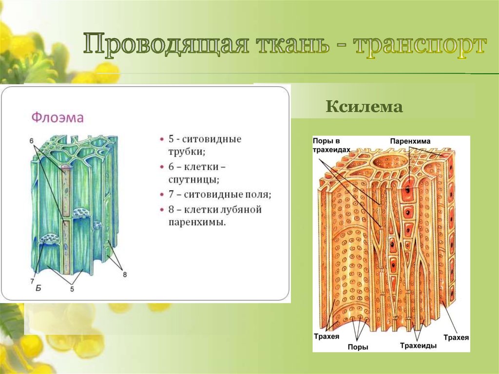 Живые клетки проводящей ткани. Проводящие ткани Ксилема растений Ксилема. Растительные ткани Ксилема флоэма. Ситовидные трубки проводящей ткани растений. Ксилема и флоэма это ткани.