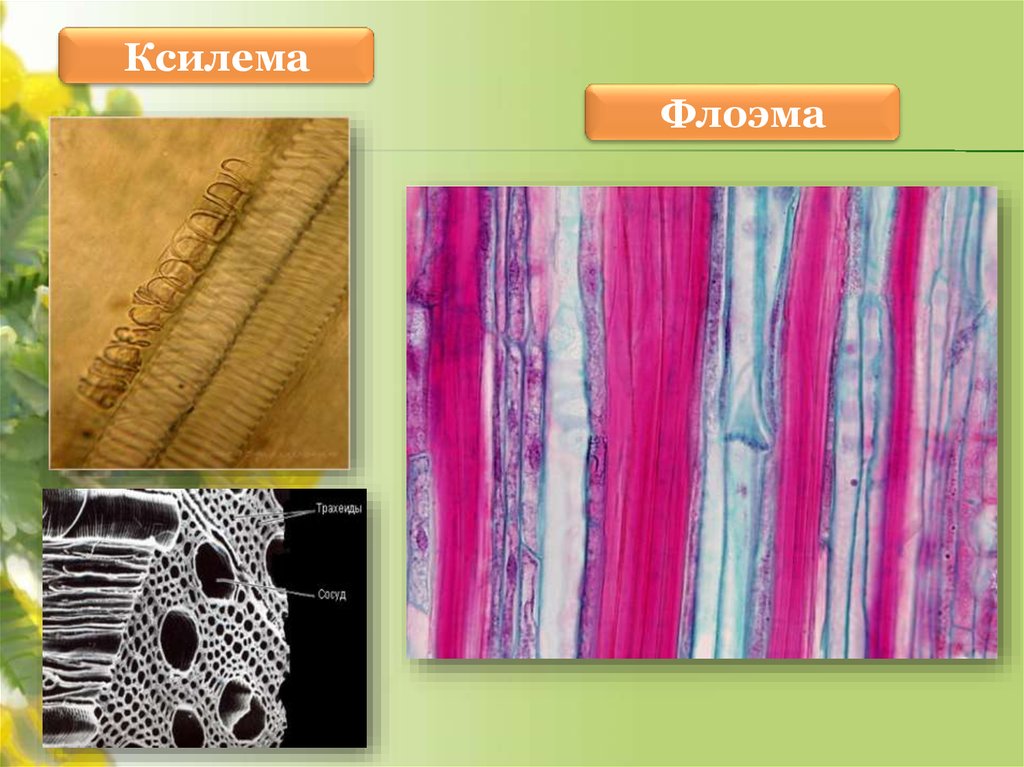 Элементы ксилемы и флоэмы. Ксилема и флоэма это ткани. Ткани растений Ксилема флоэма. Проводящая ткань Ксилема. Ксилема и флоэма у растений.