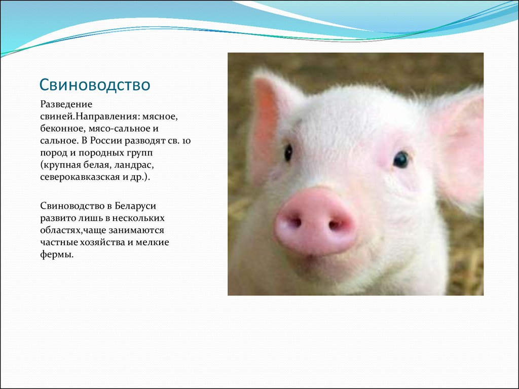 Свинья информация. Презентация на тему свиноводство. Информация о свинье. Свинья для презентации. Доклад о свинье.
