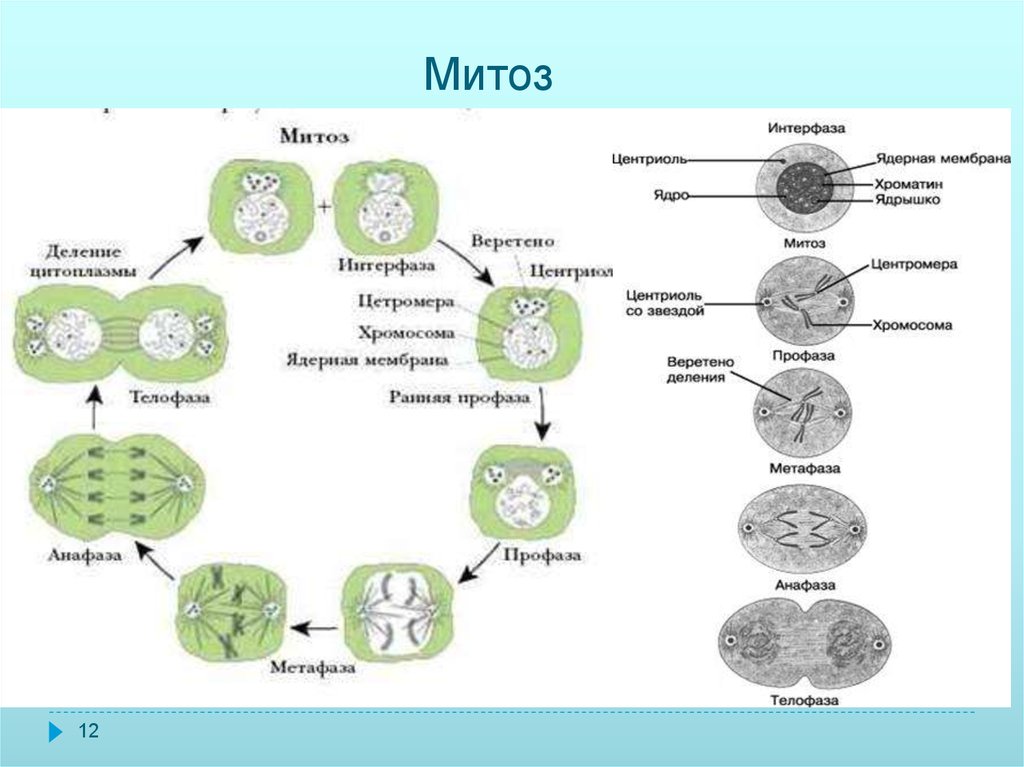 Жизненный цикл соматической клетки. Этапы деления клетки интерфаза. Схема интерфазы митоза. Митоз периоды в схеме. Фаза митоза интерфаза процессы.